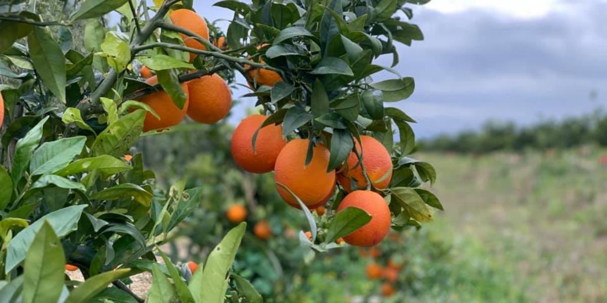 Agrumi, la ripresa delle arance rosse